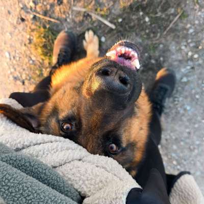 Hundetreffen-Spazierkumpanin/Spielgefährtin gesucht – für meinen 2-jährigen Deutschen Schäferhund-Bild