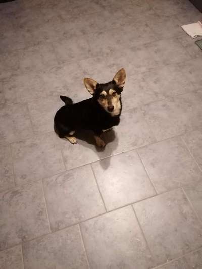 Dogorama Photo Challenge - Hundeblick zum hinschmelzen-Beitrag-Bild