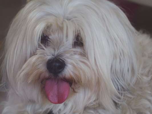 Dogorama Photo Challenge - Details Ganz nah-Beitrag-Bild