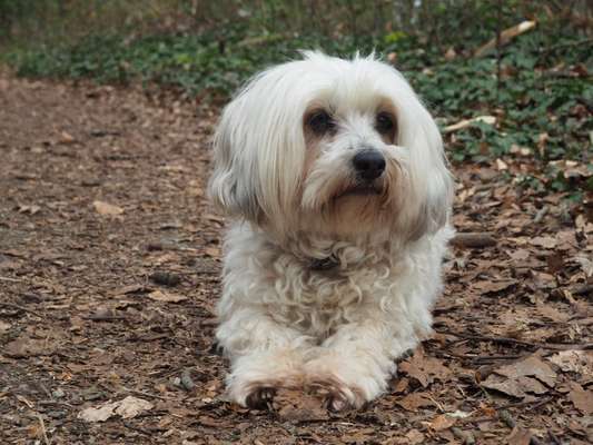 Wald Bild-Beitrag-Bild