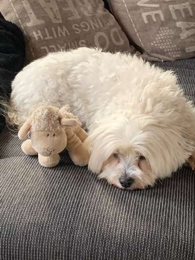 Dogorama Photo Challenge - Lieblingsspielzeug!-Beitrag-Bild