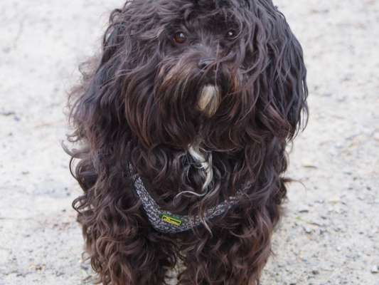 Dogorama Photo Challenge - Details Ganz nah-Beitrag-Bild