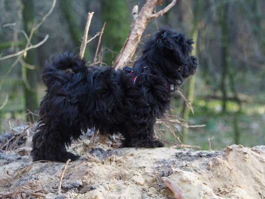 Wald Bild-Beitrag-Bild