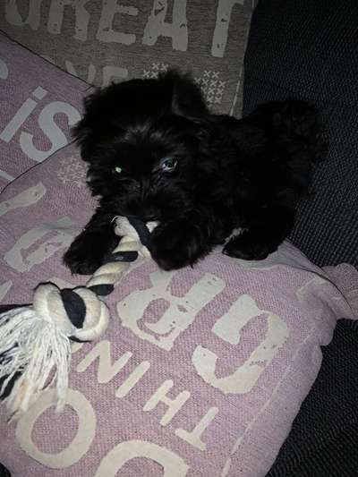 Dogorama Photo Challenge - Lieblingsspielzeug!-Beitrag-Bild