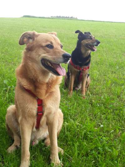 Die Dogorama Monats Challenge "Es grünt und blüht"-Beitrag-Bild