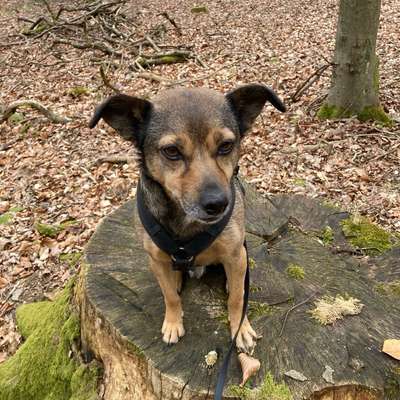 Hundetreffen-Social Walk, Hundebegegnungen, entspannte Spaziergänge