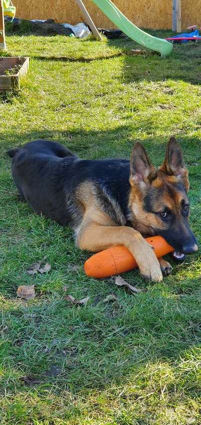 Hundetreffen-Gassi gehen in Königsborn-Bild