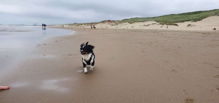 Die Dogorama Wochen Challenge: “Dein Hund im Urlaub”-Beitrag-Bild