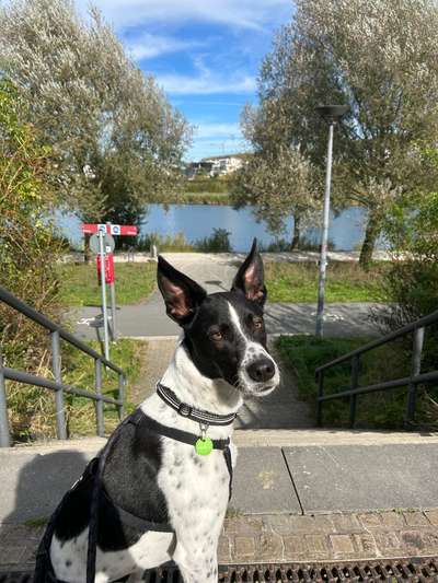 Hundetreffen-Gassi Runde durch den Wald mit Leine 😃-Bild