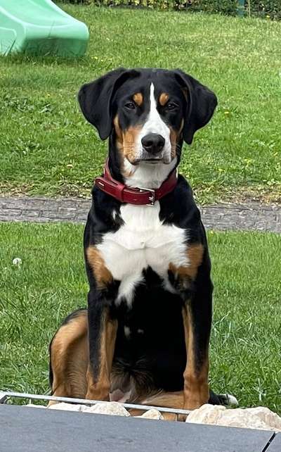 Schweizer Sennenhunde-Beitrag-Bild