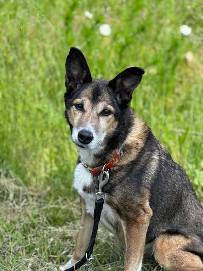 Unsere Fellnasen im Regenbogenland-Beitrag-Bild