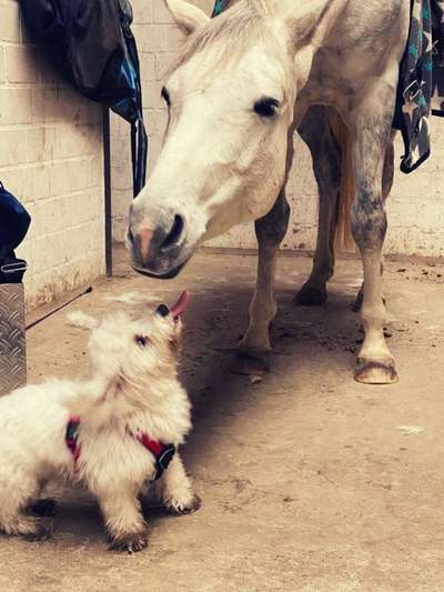 Lustigsten Grimassen von euren Hunden-Beitrag-Bild