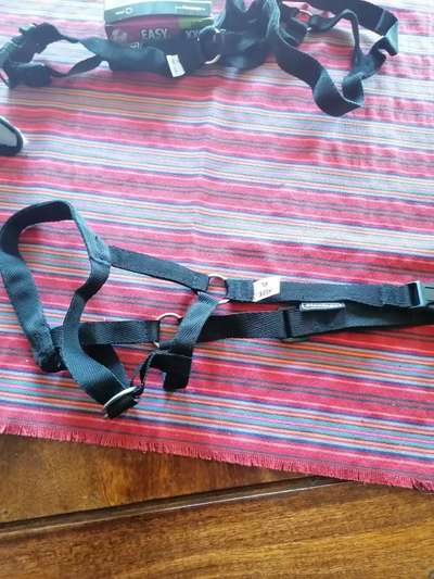 Halti für große Hunde-Beitrag-Bild