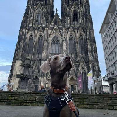Hundetreffen-Junge Kumpels zum Spielen gesucht 50769 Köln-Profilbild