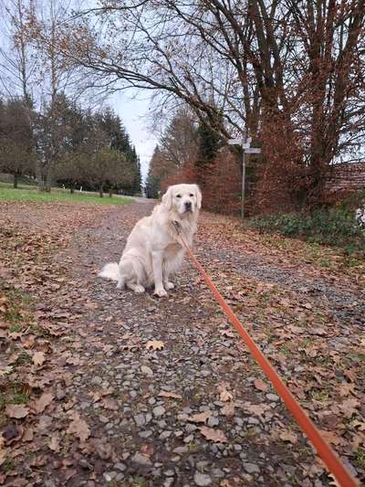 Hundetreffen-Mailo sucht einen Freund.-Bild