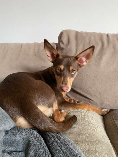 Podencomischling oder Podenco-Beitrag-Bild