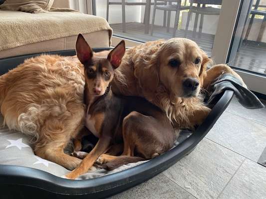 Podencomischling oder Podenco-Beitrag-Bild