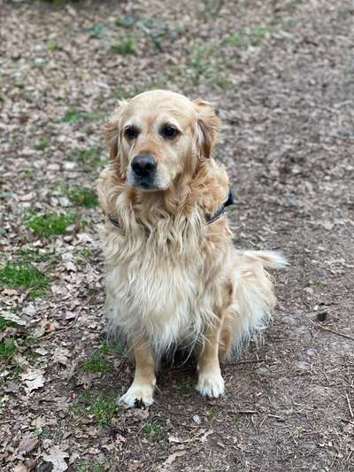 Wo sind die Golden Retriever Liebhaber?-Beitrag-Bild