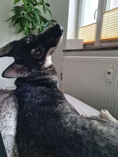 Die besten Hundeblicke 🐾❤️-Beitrag-Bild