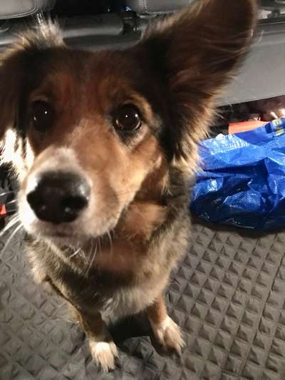 Dogorama Photo Challenge - Der Frühling kommt-Beitrag-Bild