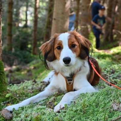 Hundetreffen-Social Walk, Begegnungstraining-Bild