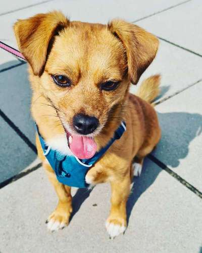 Die Dogorama Kalender Challenge 4/4-Beitrag-Bild