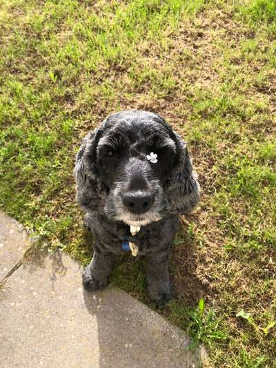 Englisch Cocker Spaniel-Beitrag-Bild