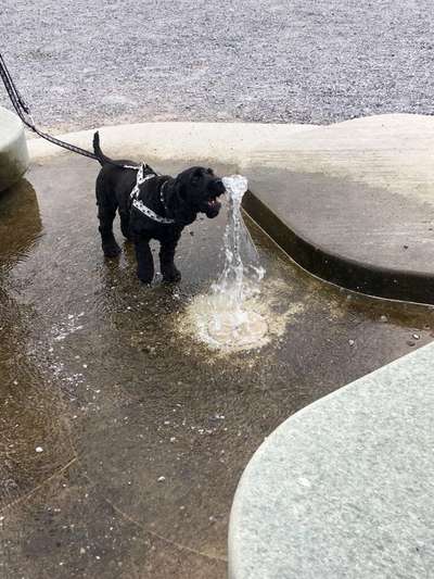 Dogorama Photo Challenge - Wasserfall-Beitrag-Bild