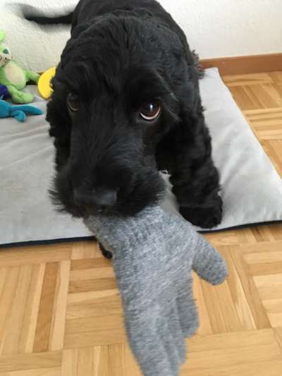 19. Handy - Foto - Challenge-Beitrag-Bild