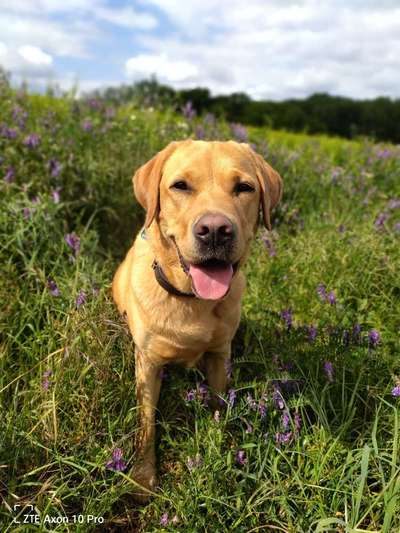 Challenge 23 : "  Euer Hund beim Frühlingserwachen "-Beitrag-Bild