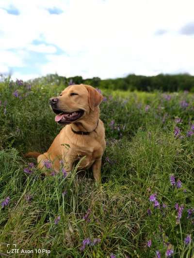 Die Dogorama Monats Challenge "Es grünt und blüht"-Beitrag-Bild