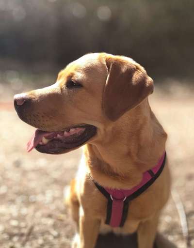 Labradorfans-Beitrag-Bild