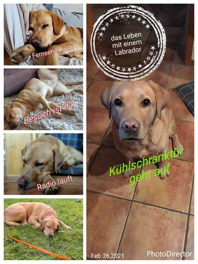 Labradorfans-Beitrag-Bild