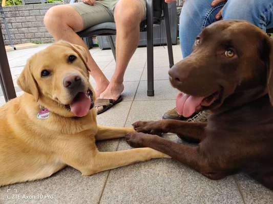 Bester Freund, Hundekumpel - zeigt her!-Beitrag-Bild