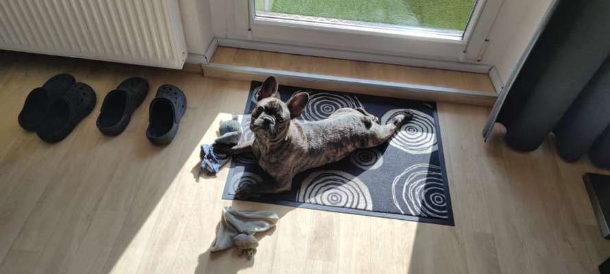 Französische Bulldoggen-Beitrag-Bild