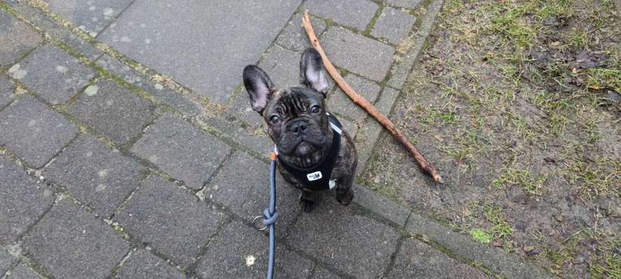 Französische Bulldoggen-Beitrag-Bild