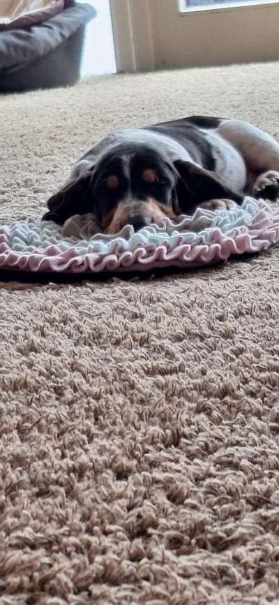 Basset Hound-Beitrag-Bild