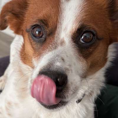 Hundetreffen-Simba sucht Gassifreunde-Bild