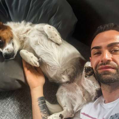 Hundetreffen-Simba sucht einen Spielkameraden-Bild