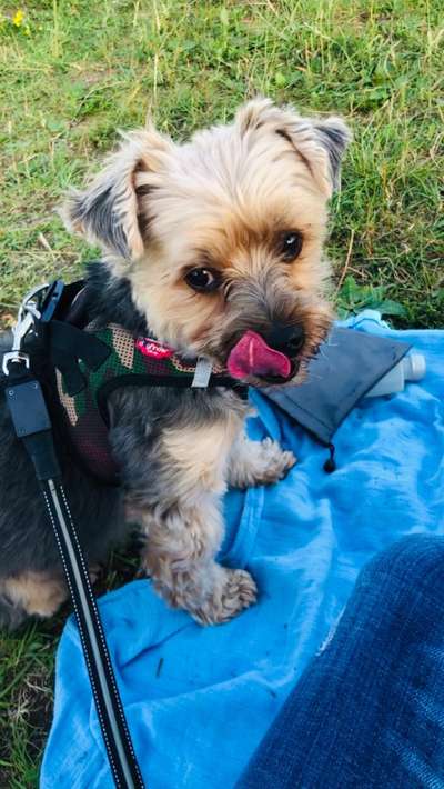 Hund aus dem Spanischen Tierschutz-Beitrag-Bild