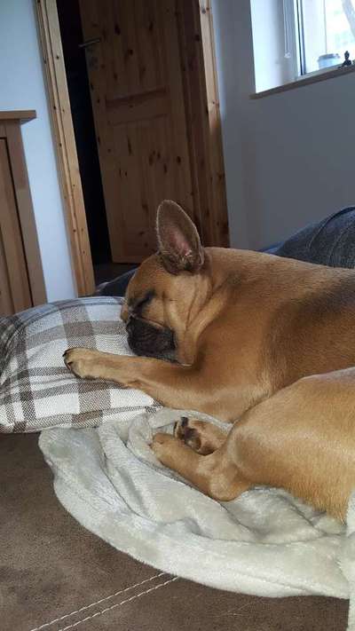 Französische Bulldoggen-Beitrag-Bild