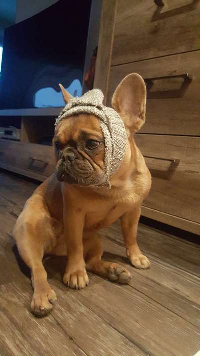 Französische Bulldoggen-Beitrag-Bild