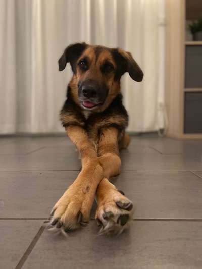 Hunde aus Griechenland-Beitrag-Bild