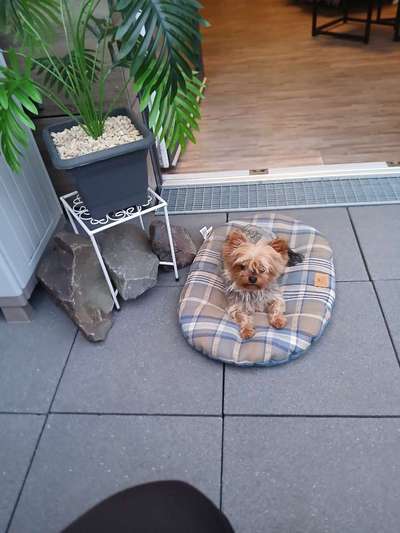 Hundeauslaufgebiet-An dem Radweg Weckhoven Richtung Norf-Bild