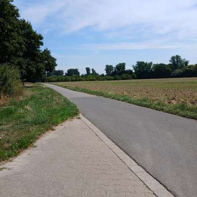 Hundetreffen-Neuss-Bild