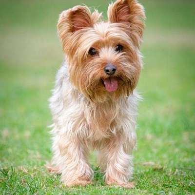 Hundetreffen-Neuss
