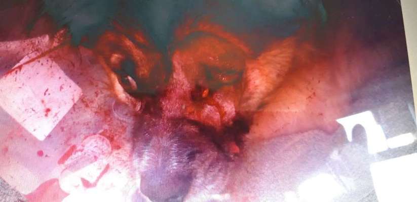 Umgang mit freilaufenden aggressiven Hunden-Beitrag-Bild