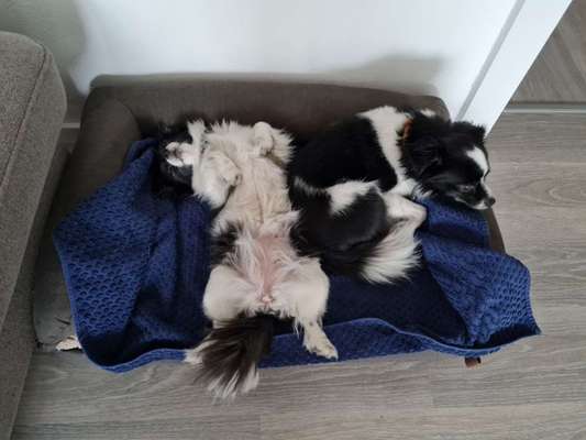 Welpen Bilder !-Beitrag-Bild