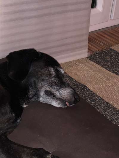 Fotochallenge Nr. 59 - Mein Hund zeigt die Zunge-Beitrag-Bild