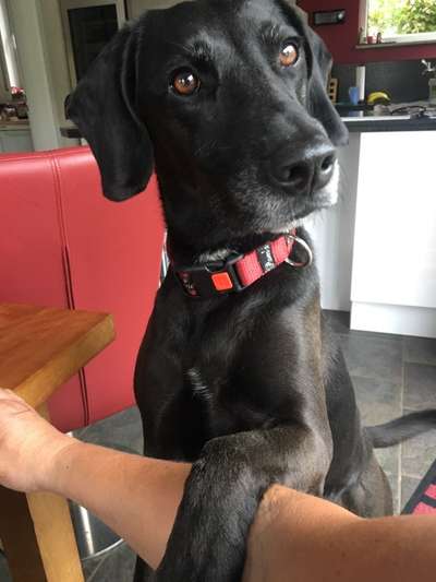 Die besten Hundeblicke 🐾❤️-Beitrag-Bild